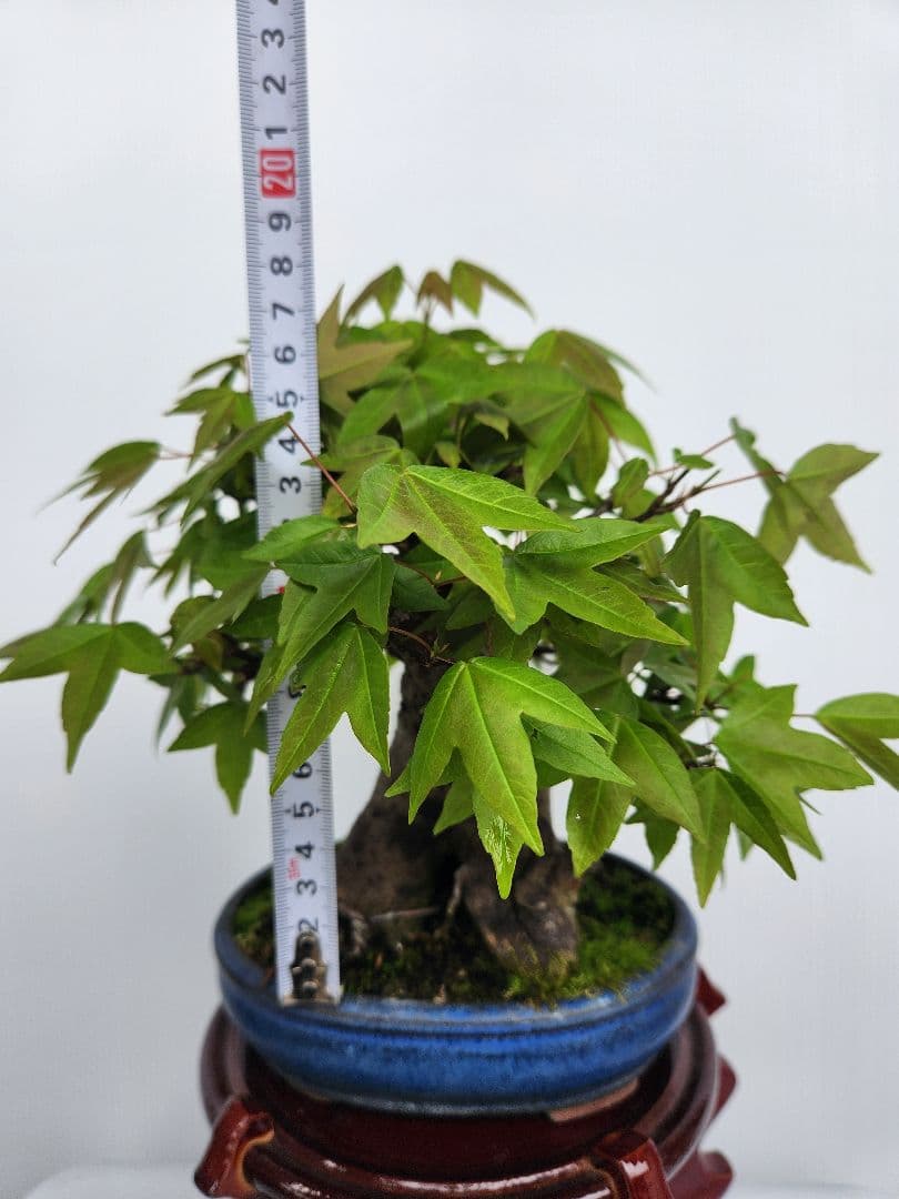 【お年玉価格】楓 カエデ 楓盆栽 カエデ盆栽 小品盆栽 極太幹