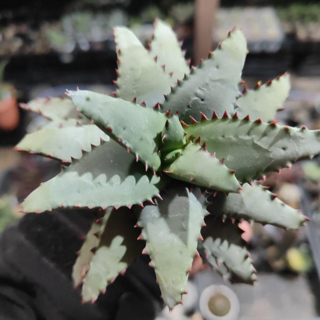 アロエ　コニフェラ✕カスティロニア　短葉選抜　大株