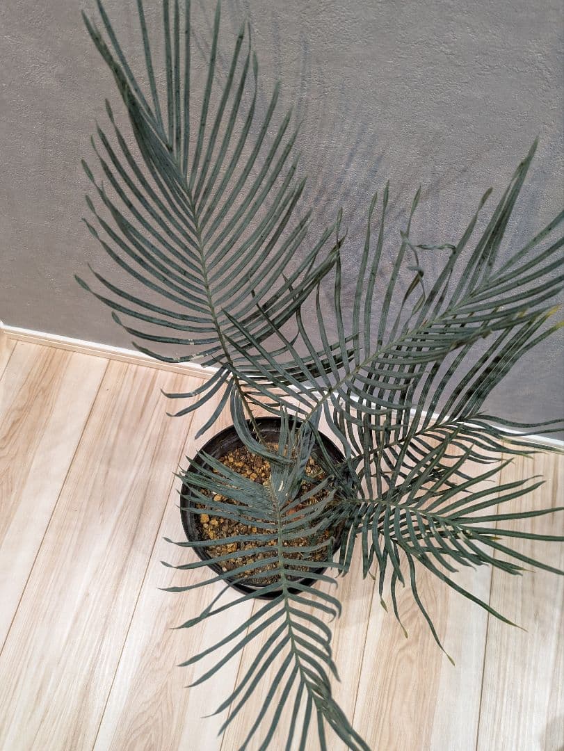 【激レア】 サイカス　カイルンシアナ　ダブルヘッド