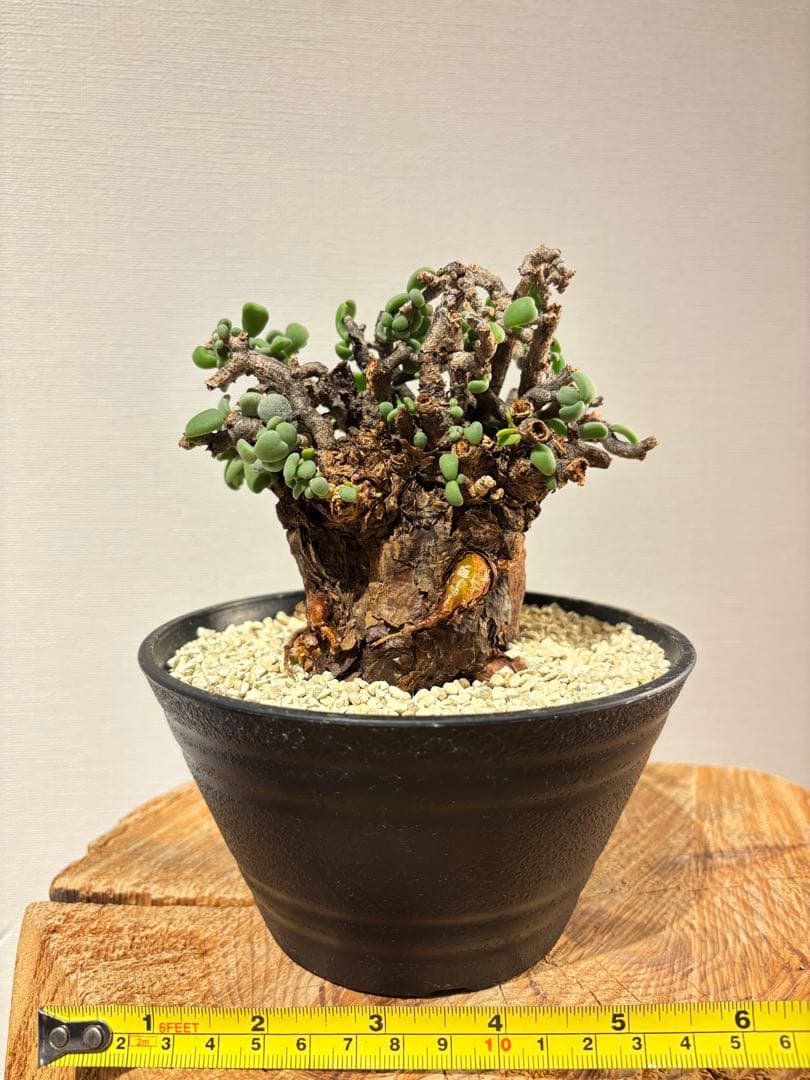 良型　発根済　ケラリア　ピグマエア　塊根植物