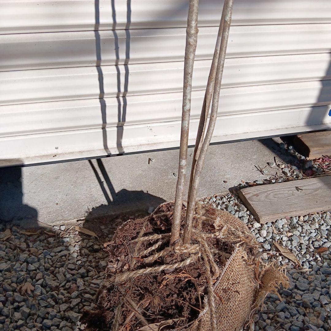 オトコヨウゾメ　山採り　④