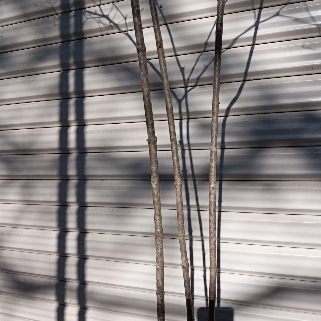 オトコヨウゾメ　山採り　④