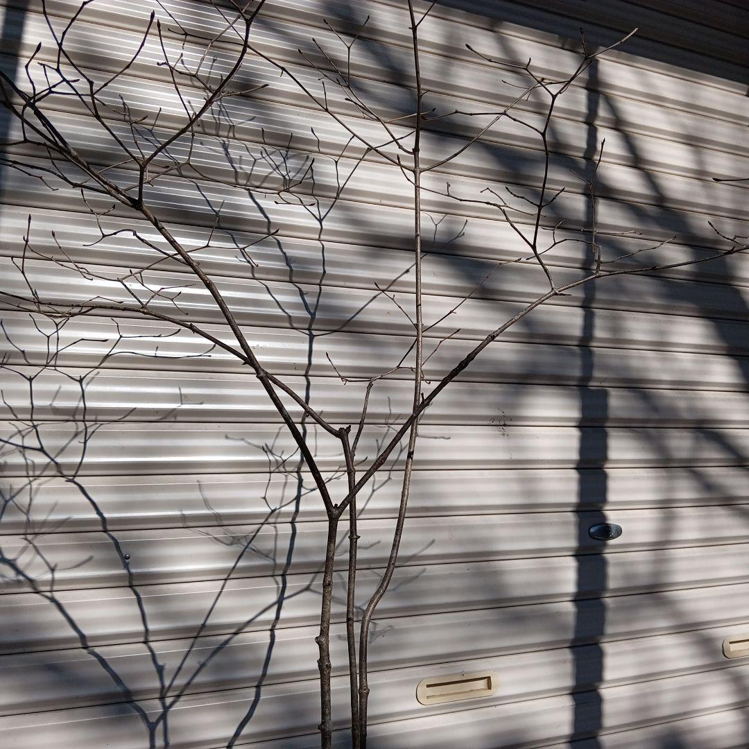 オトコヨウゾメ　山採り　④