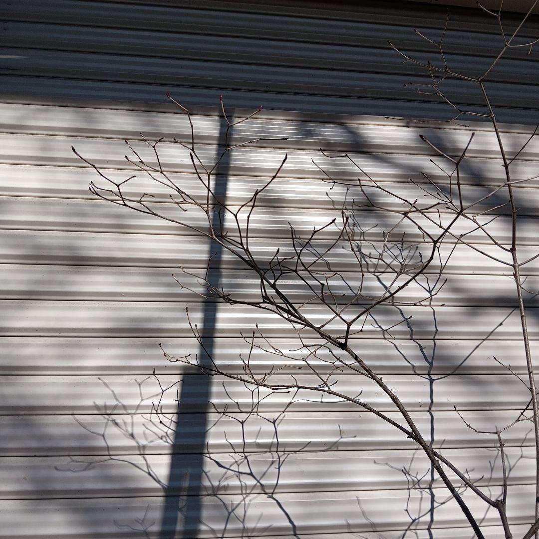 オトコヨウゾメ　山採り　④