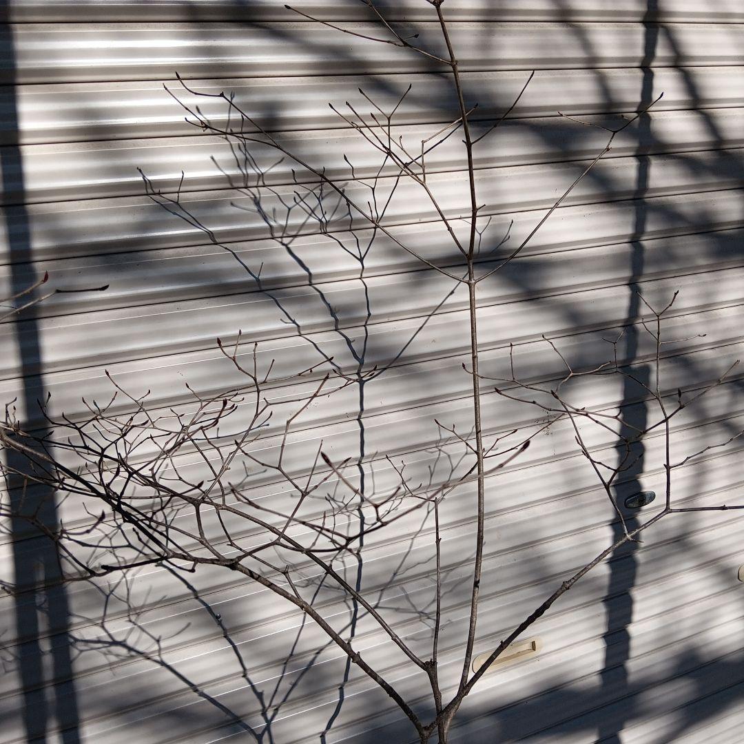 オトコヨウゾメ　山採り　④