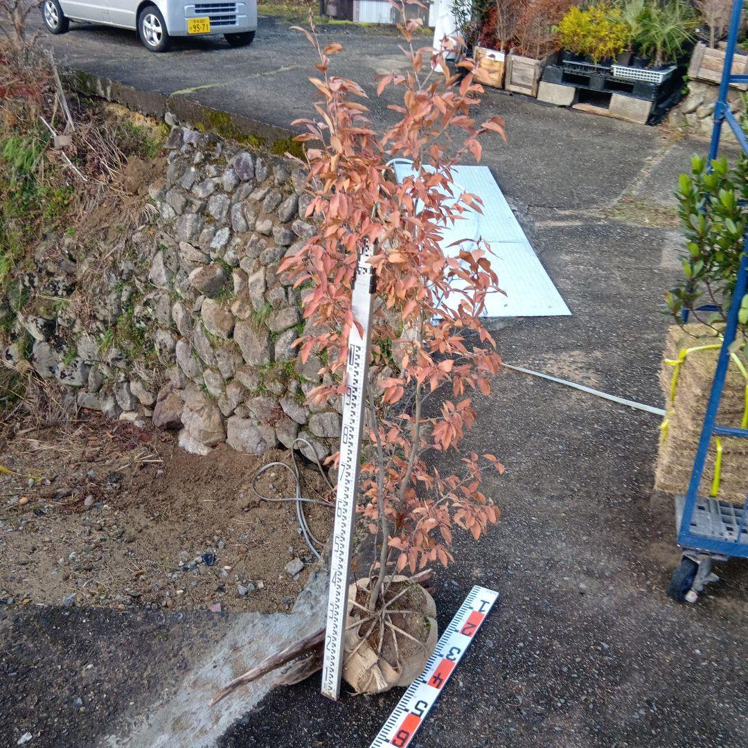 ヤマコウバシ（株立特大サイズ）