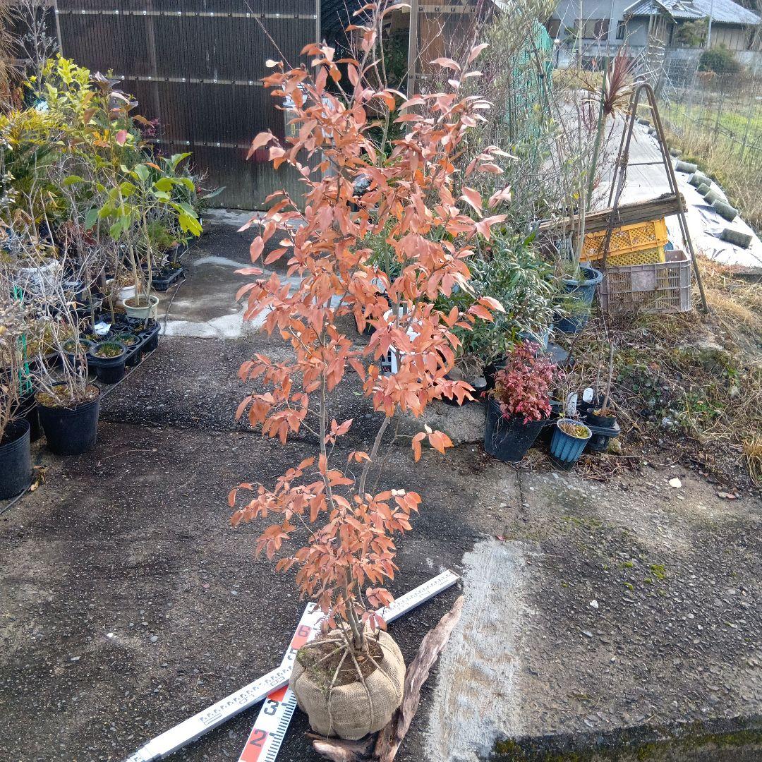 ヤマコウバシ（株立特大サイズ）