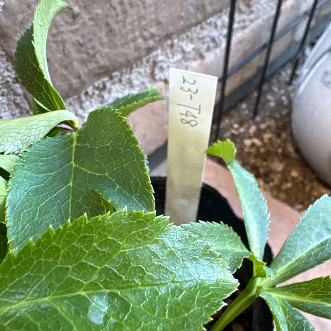 クリスマスローズ・多弁系ダブル