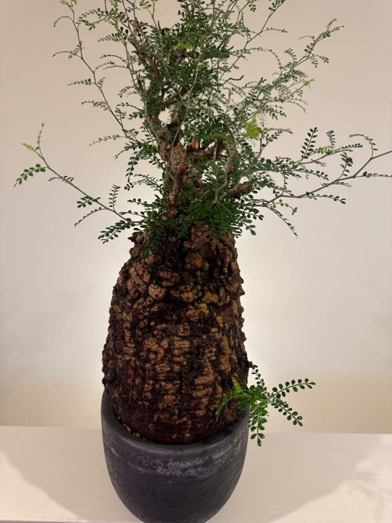 インボイス発行可 オペルクリカリア パキプス 幹幅18㎝ 発根済み 三州みやび鉢