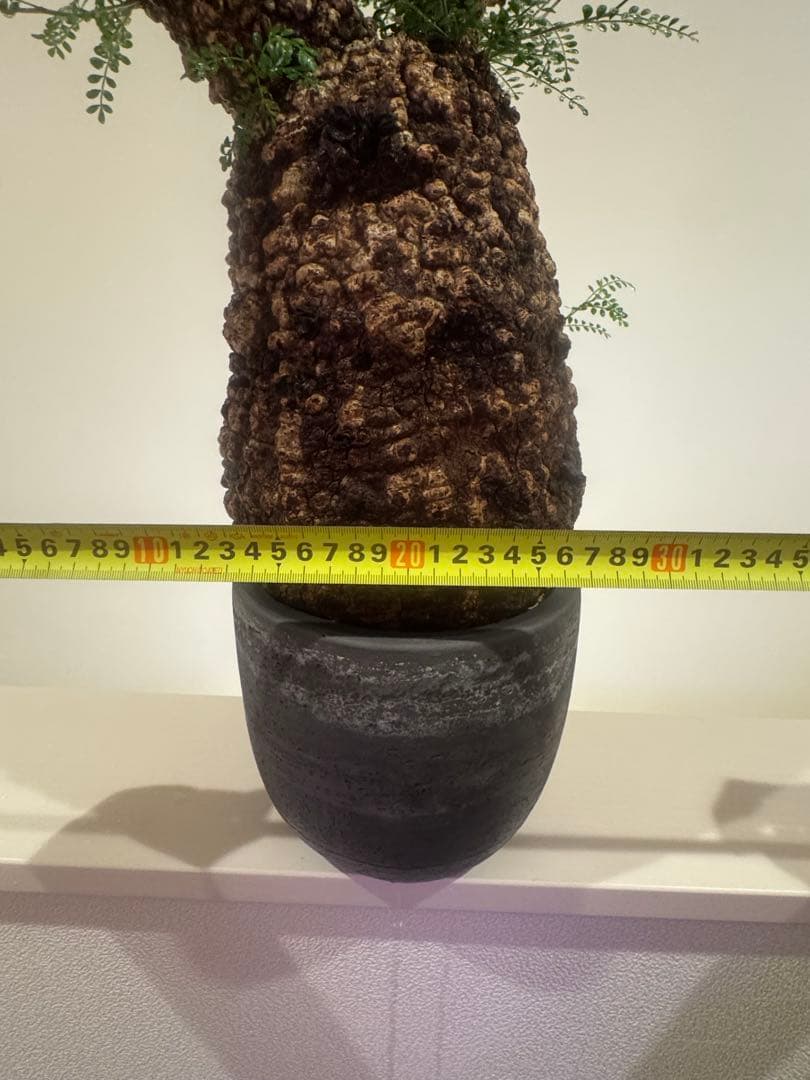 インボイス発行可 オペルクリカリア パキプス 幹幅18㎝ 発根済み 三州みやび鉢