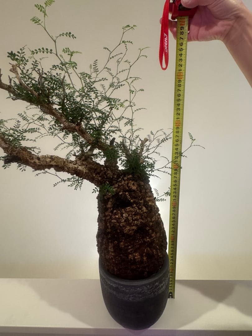 インボイス発行可 オペルクリカリア パキプス 幹幅18㎝ 発根済み 三州みやび鉢