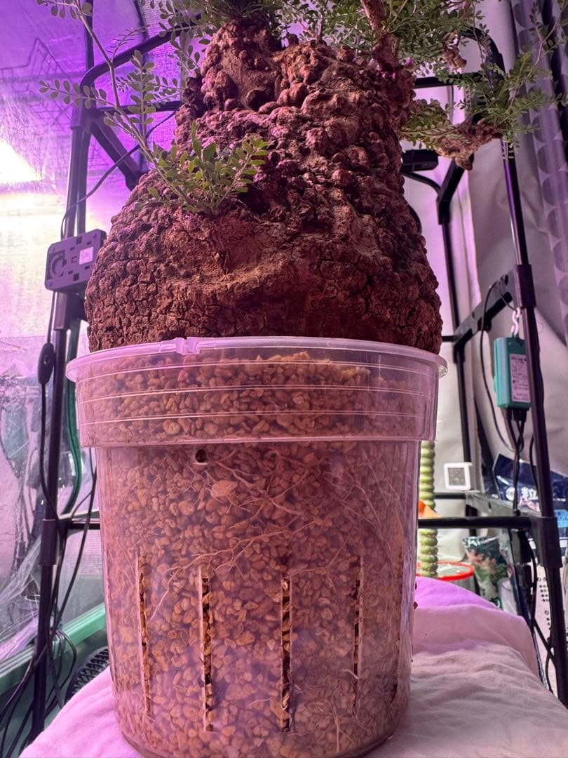 インボイス発行可 オペルクリカリア パキプス 幹幅18㎝ 発根済み 三州みやび鉢