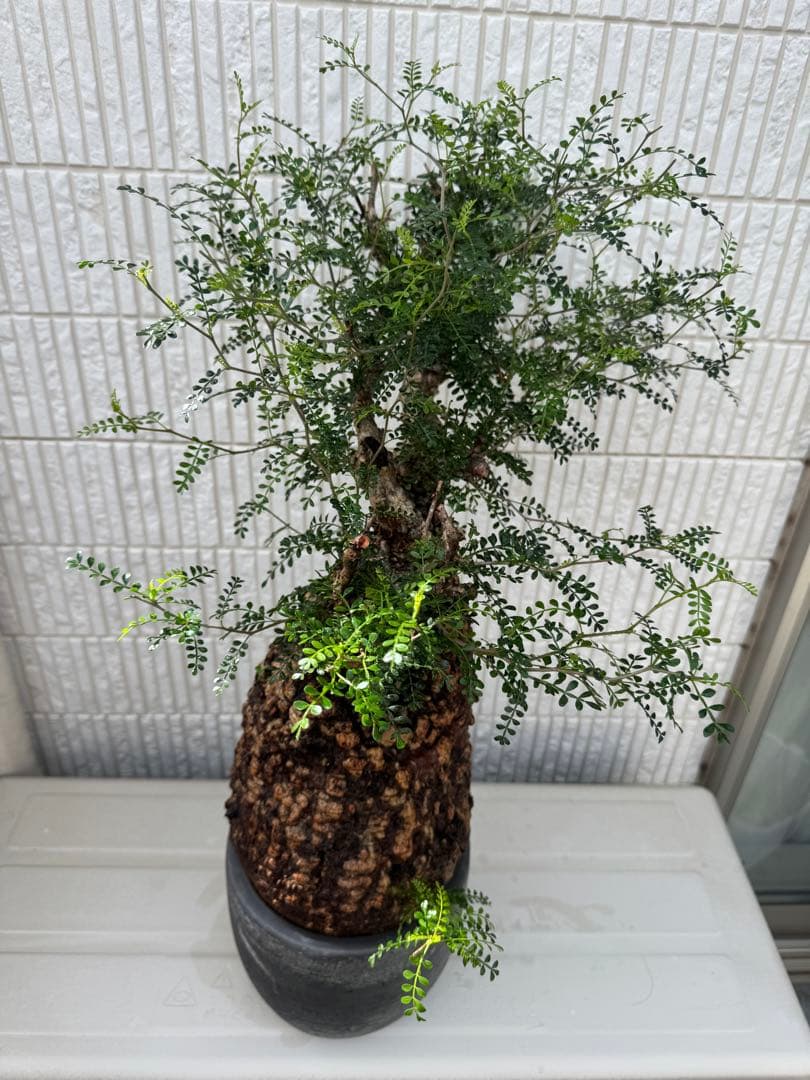 インボイス発行可 オペルクリカリア パキプス 幹幅18㎝ 発根済み 三州みやび鉢