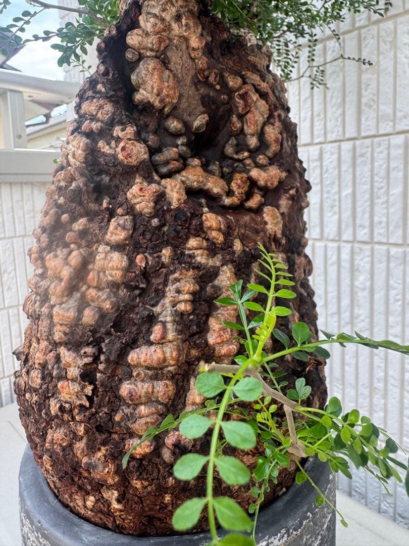 インボイス発行可 オペルクリカリア パキプス 幹幅18㎝ 発根済み 三州みやび鉢