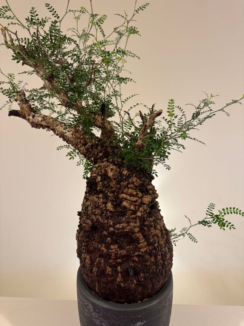 インボイス発行可 オペルクリカリア パキプス 幹幅18㎝ 発根済み 三州みやび鉢