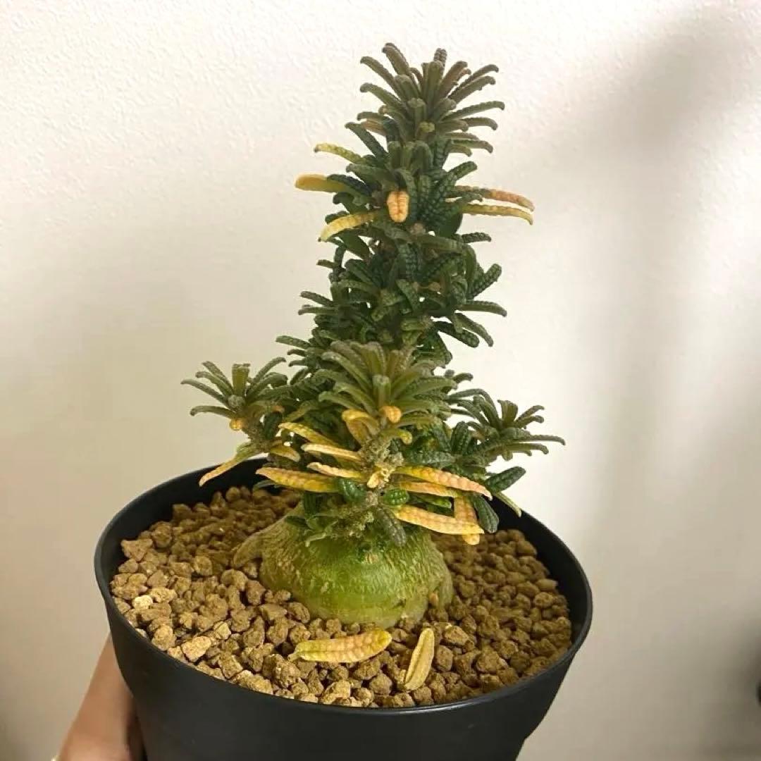 ドルステニア　ギガス　ブラータ　5号