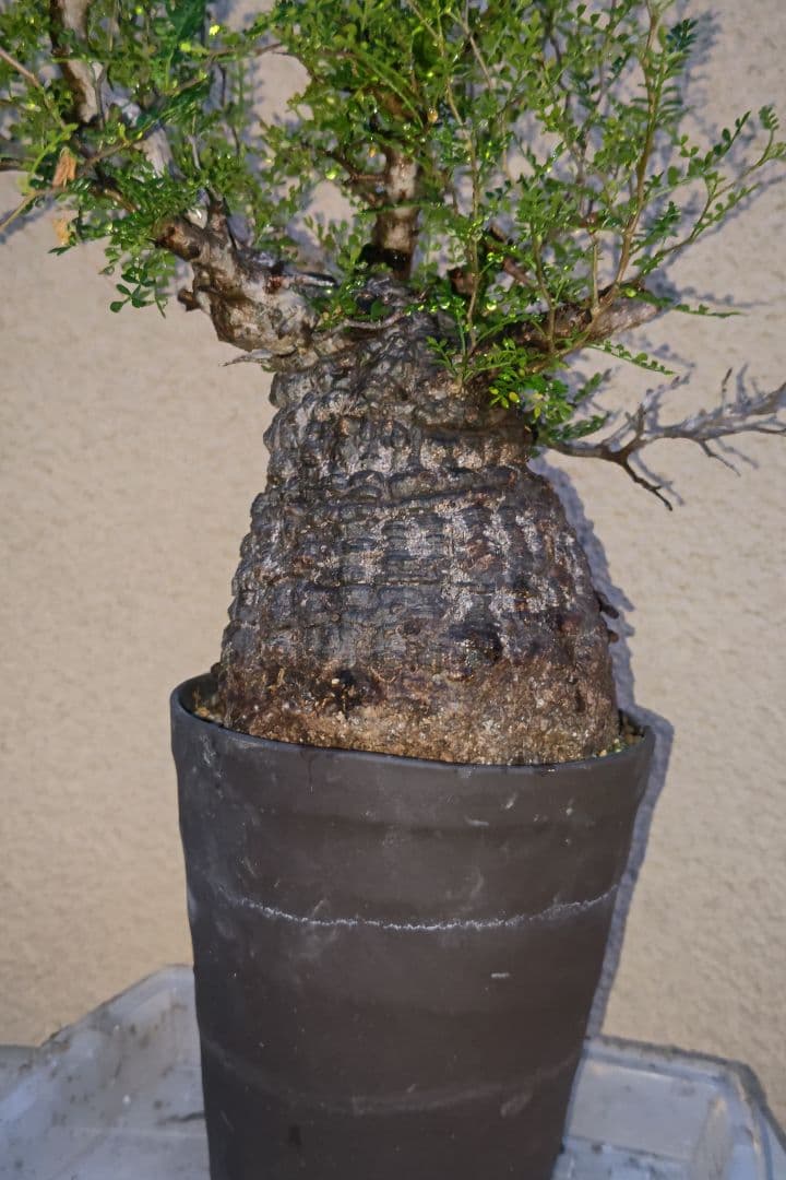 Fenrir　オペルクリカリアパキプスとグラキリス