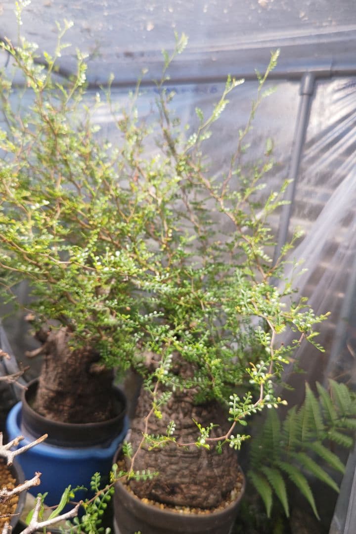 Fenrir　オペルクリカリアパキプスとグラキリス