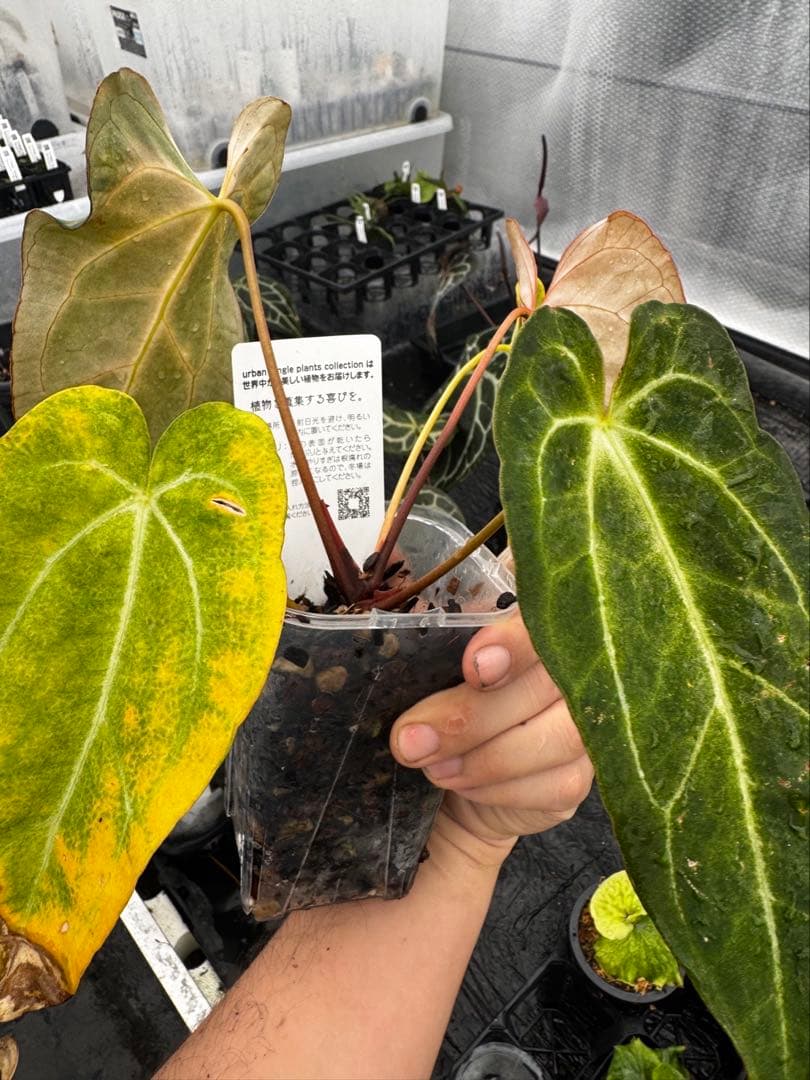 【HS】アンスリウム　pumpkin spice