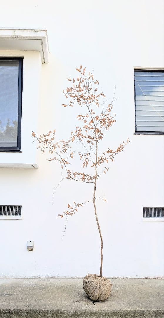 優秀。山採りヤマコウバシ。