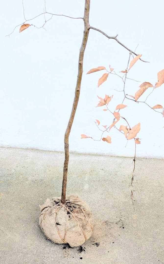 優秀。山採りヤマコウバシ。