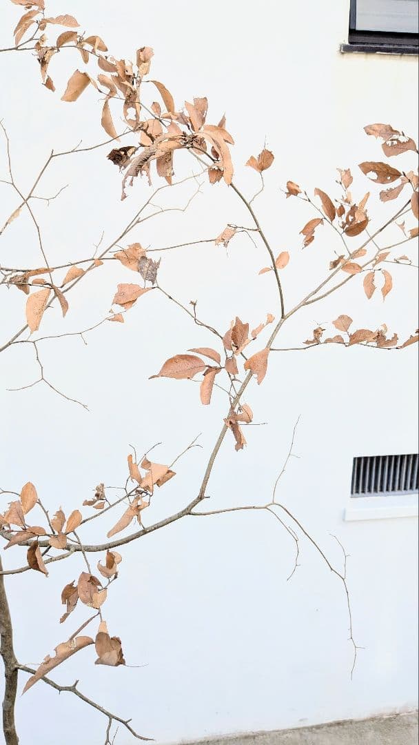 優秀。山採りヤマコウバシ。