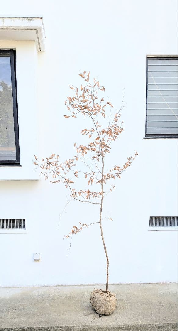 優秀。山採りヤマコウバシ。