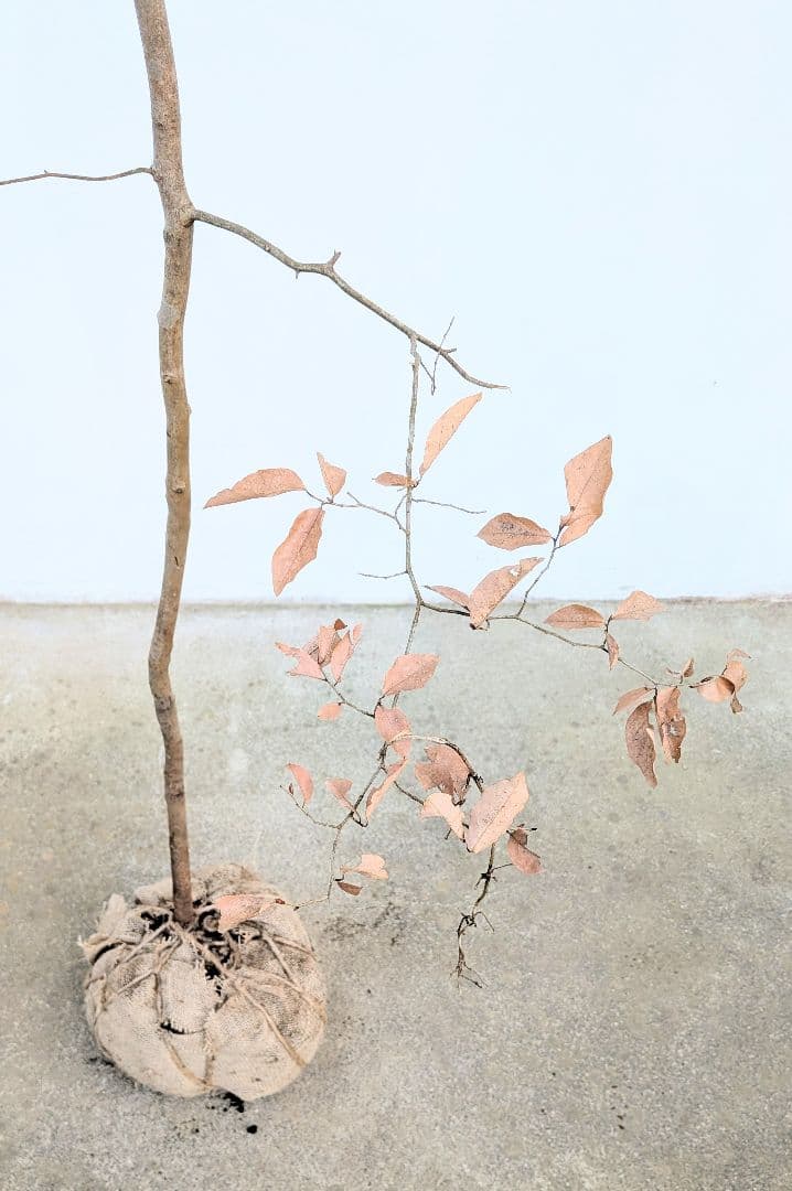 優秀。山採りヤマコウバシ。