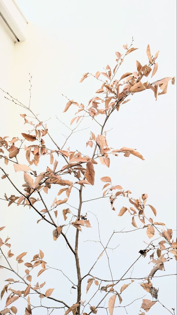 優秀。山採りヤマコウバシ。