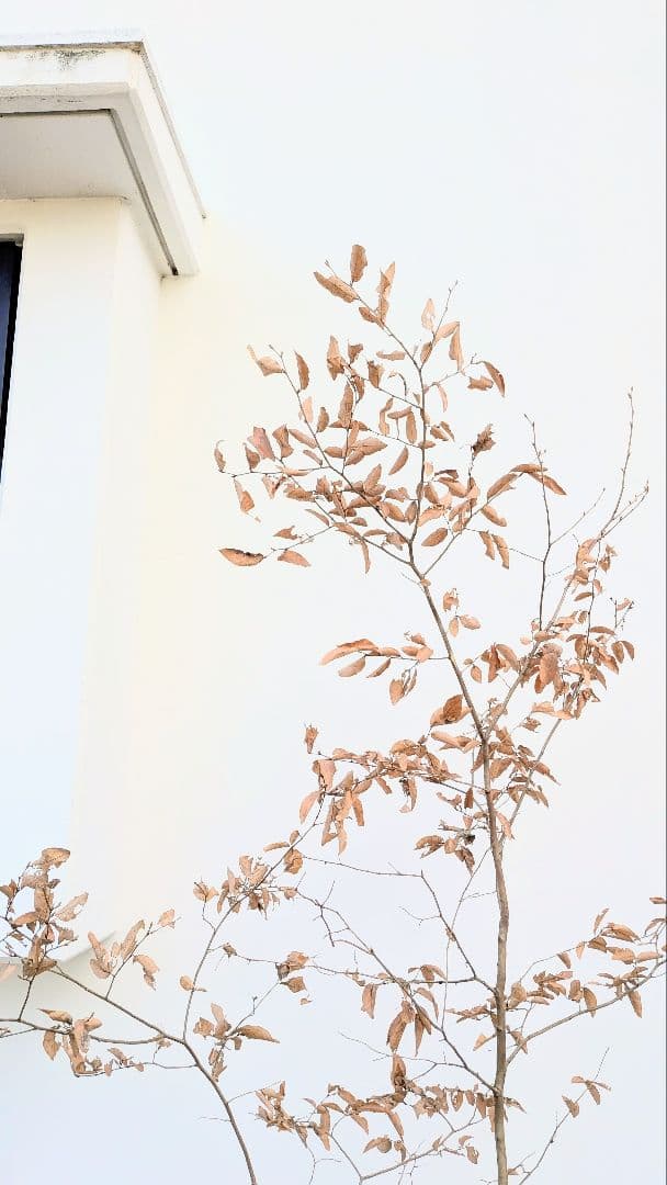 優秀。山採りヤマコウバシ。