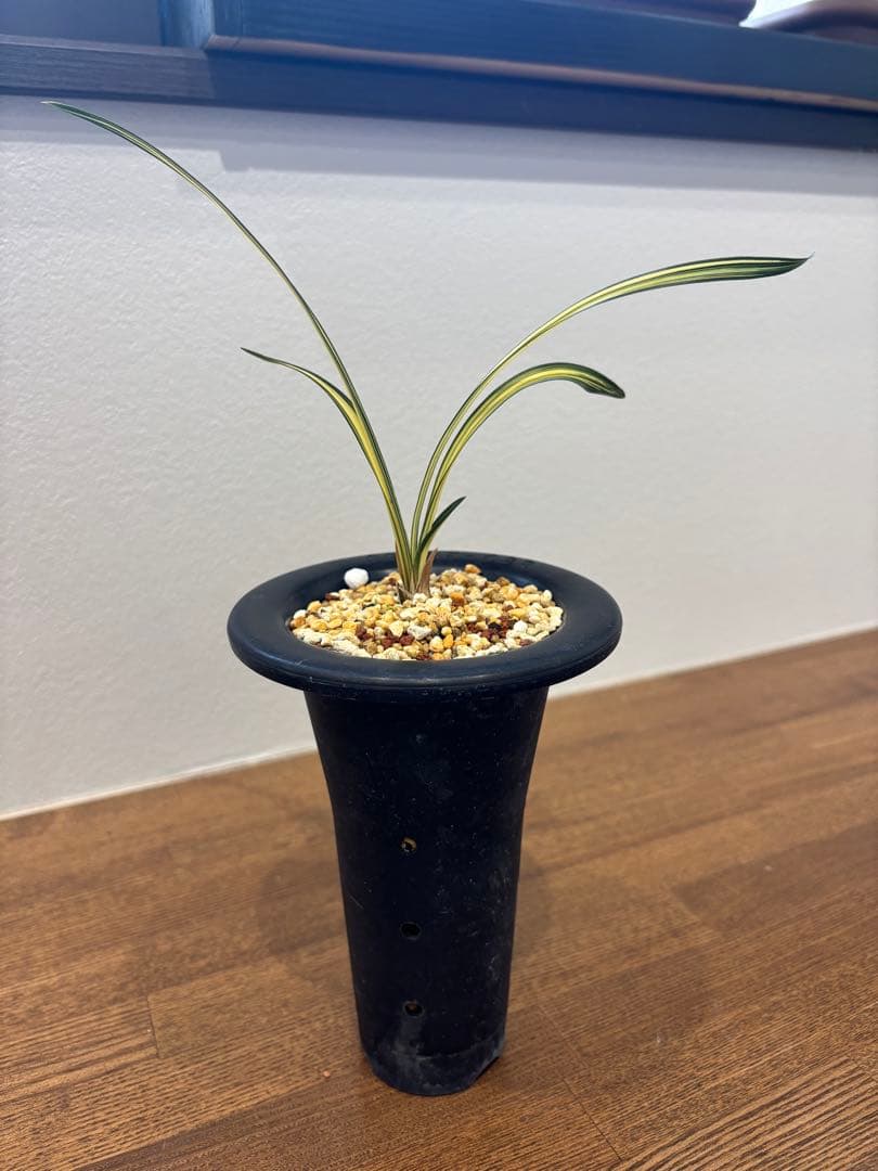 韓国春蘭　日本春蘭　栄光　掘り出しSALE品