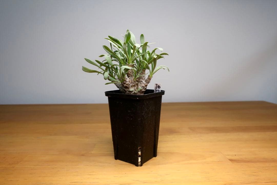 オトンナ レピドカウリス 発根済