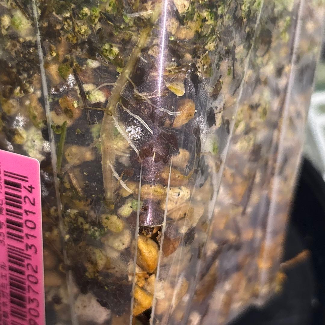 極斑　アロカシア　バンビーノ　スーパーピンク　& オーレア　トリカラー　斑入り