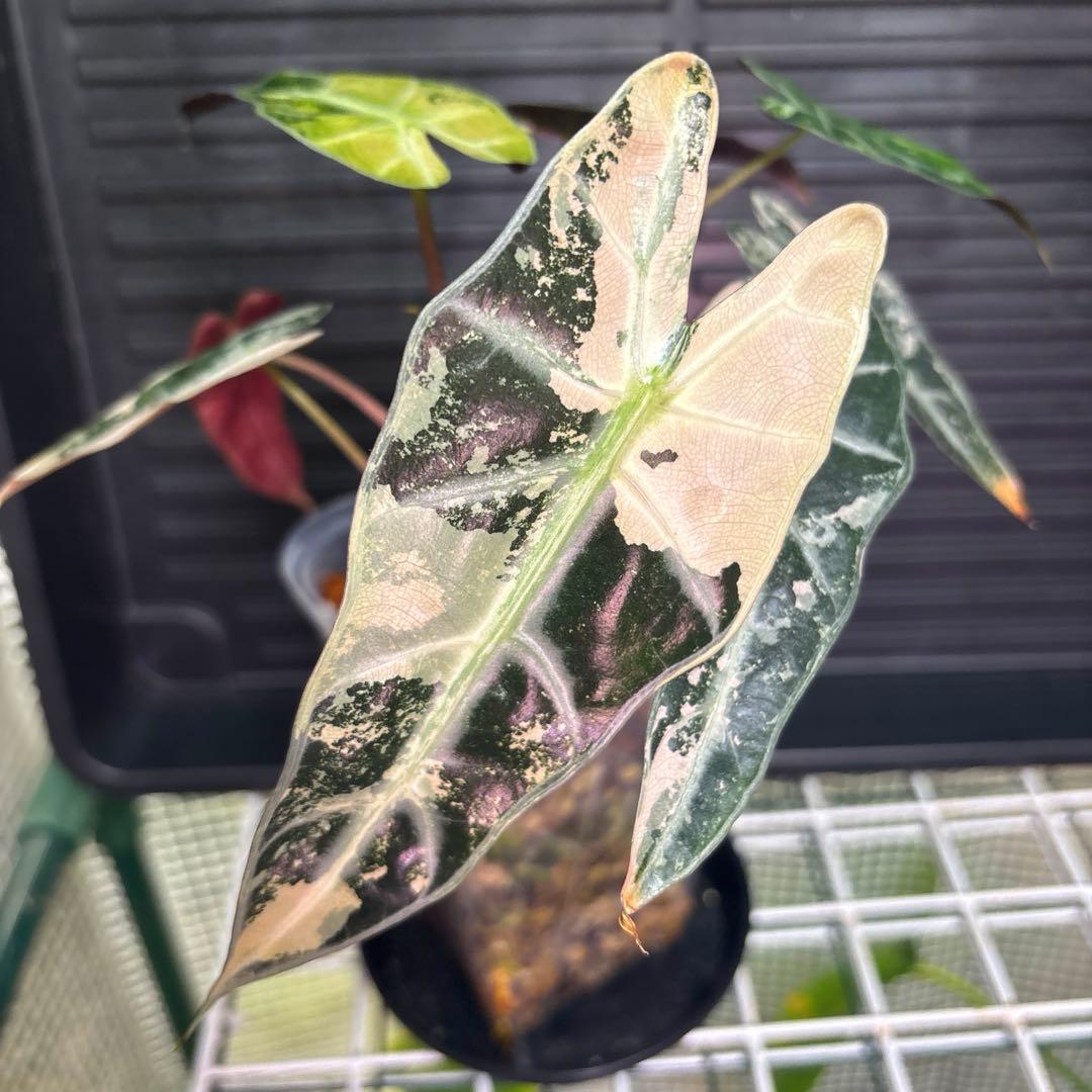 極斑　アロカシア　バンビーノ　スーパーピンク　& オーレア　トリカラー　斑入り