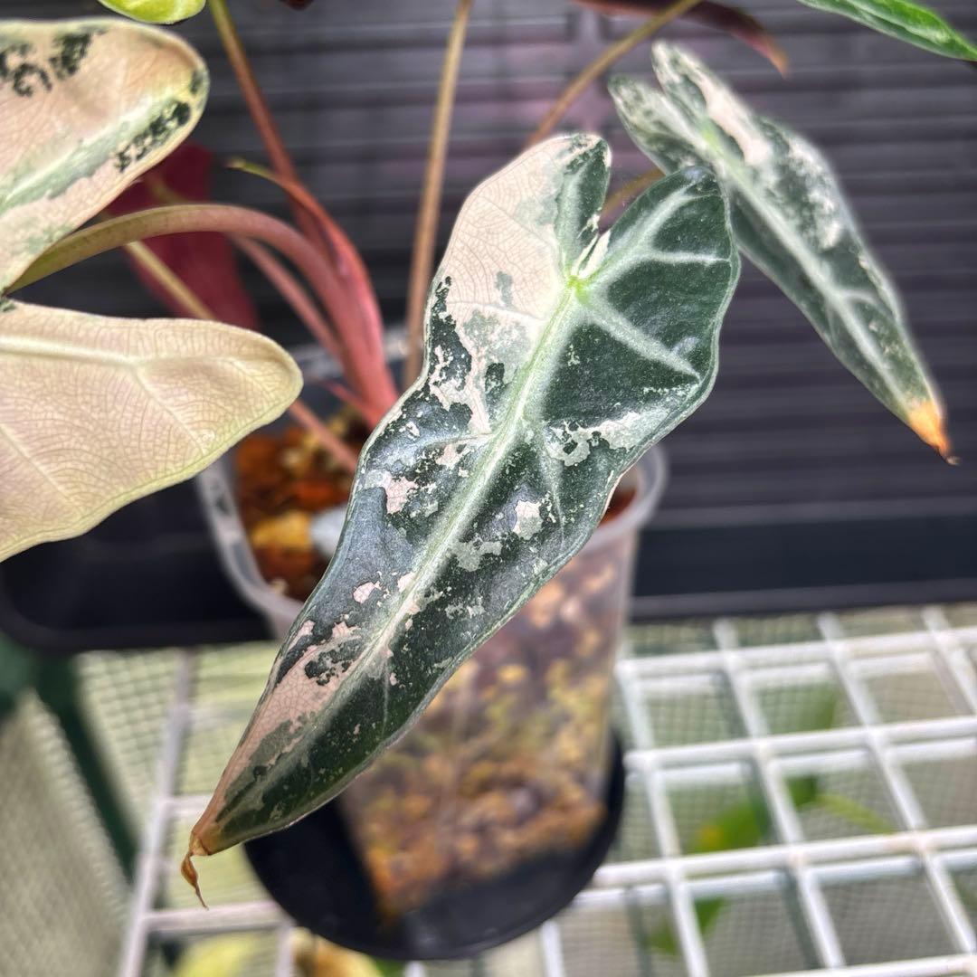 極斑　アロカシア　バンビーノ　スーパーピンク　& オーレア　トリカラー　斑入り