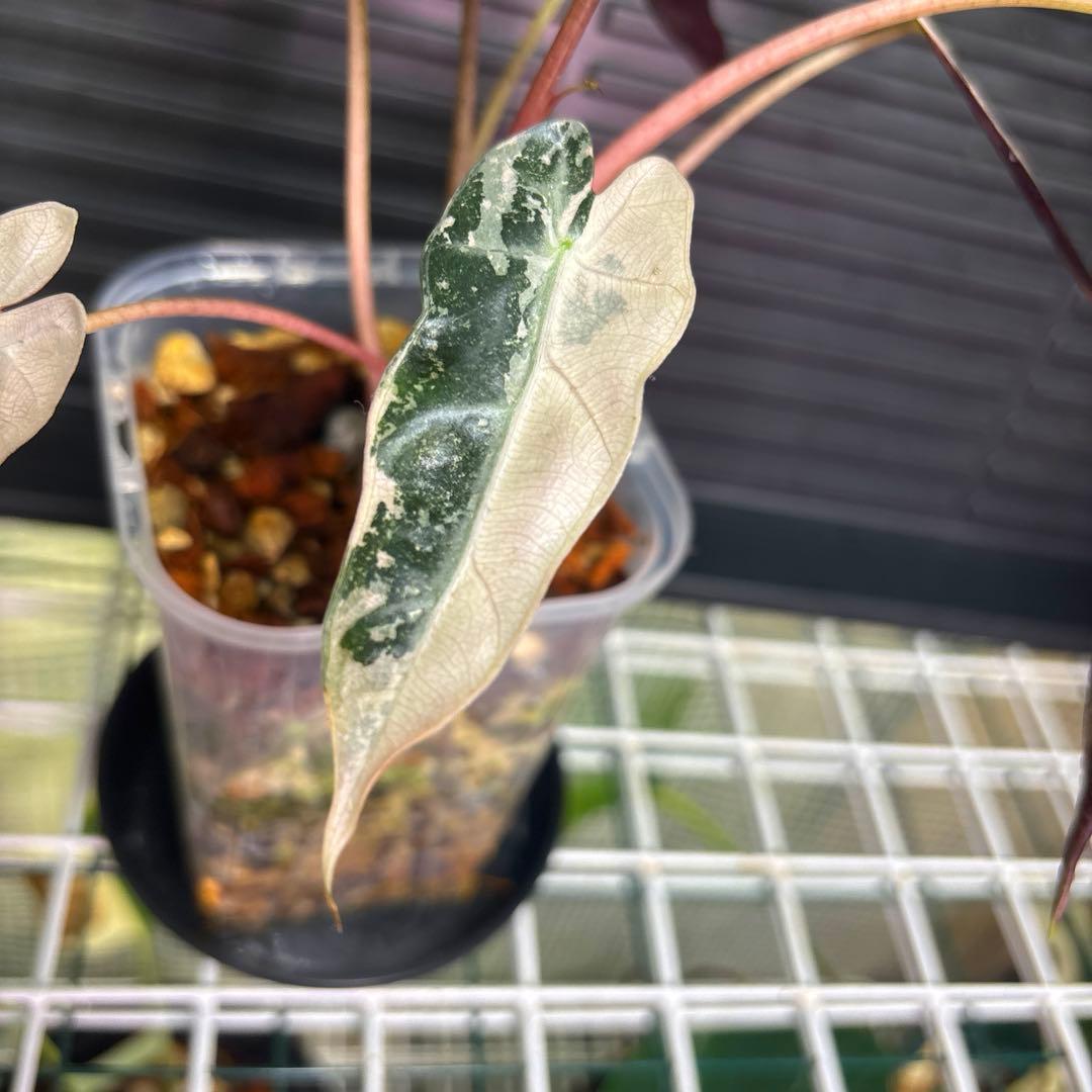 極斑　アロカシア　バンビーノ　スーパーピンク　& オーレア　トリカラー　斑入り