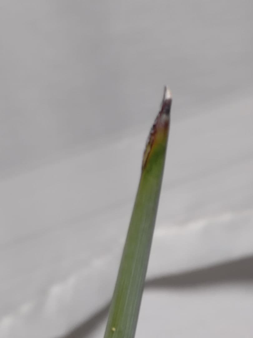 ストレリチア充実株・ジャンセア・ユンケア・ノンリーフ・底145cｍ地表120cｍ