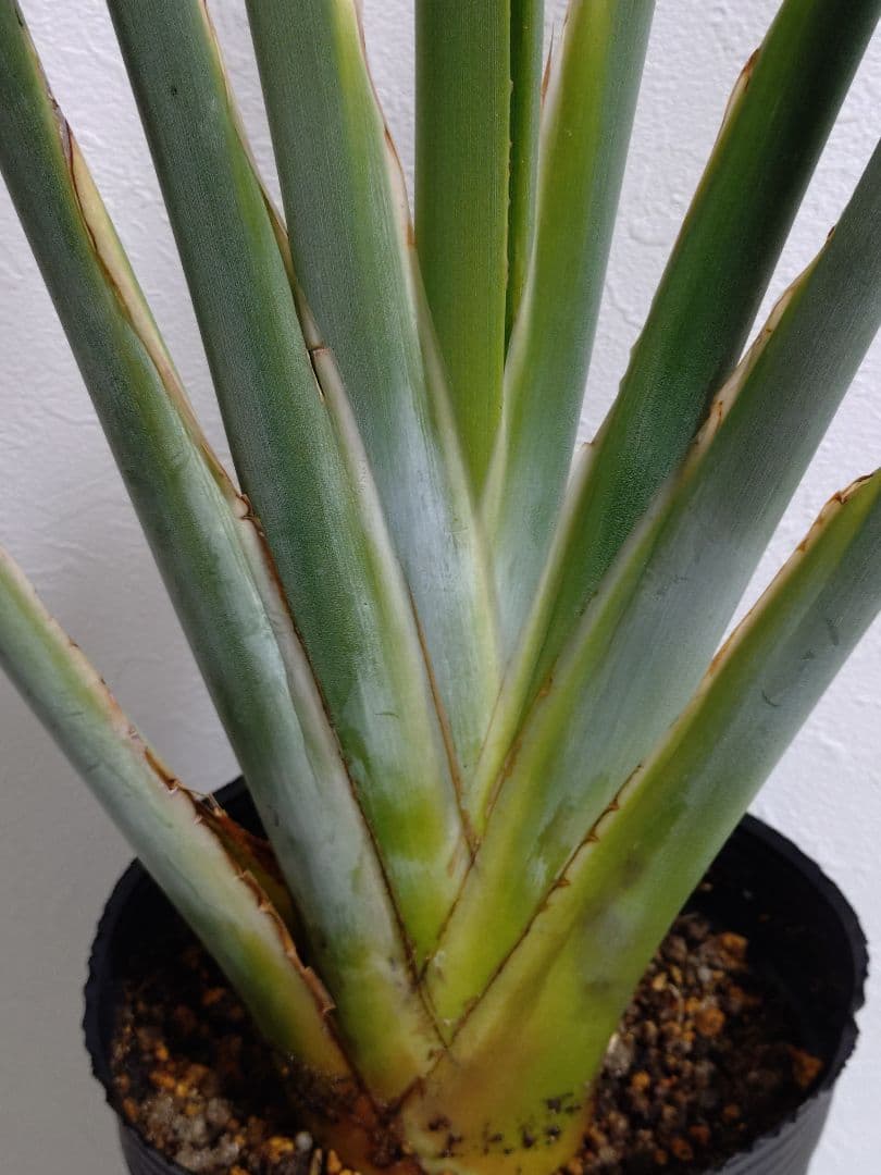 ストレリチア充実株・ジャンセア・ユンケア・ノンリーフ・底145cｍ地表120cｍ