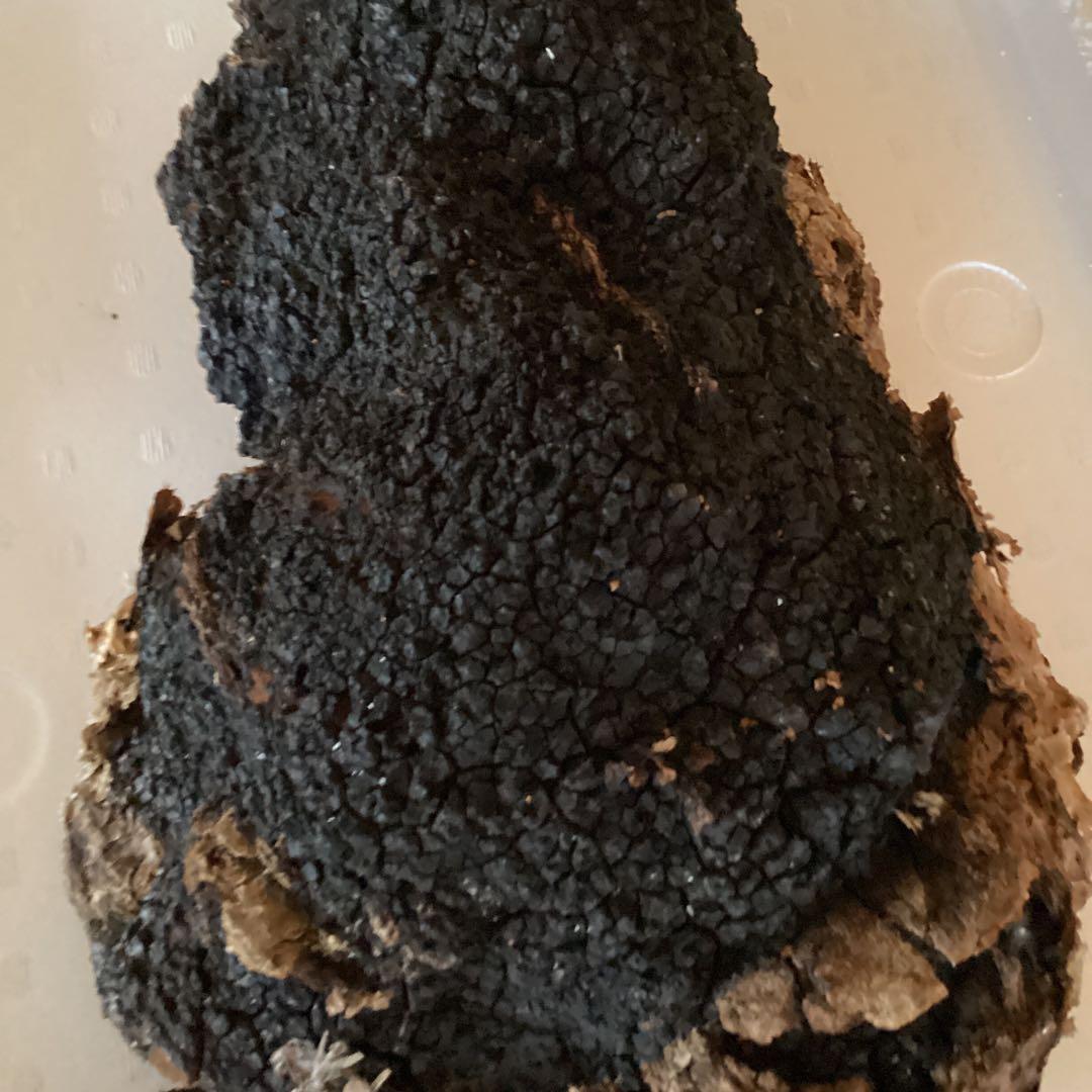 カバノアナタケ、2キロ