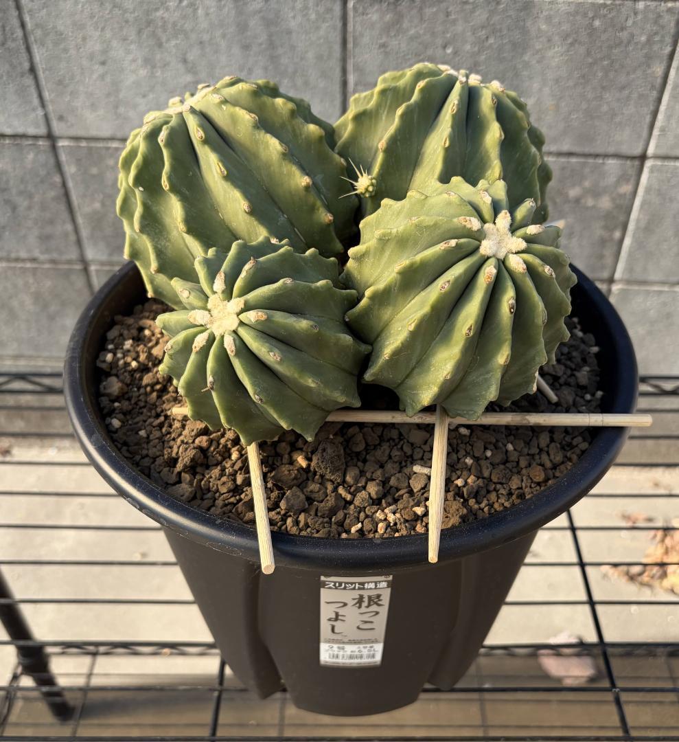 【４分頭】棘無王冠竜【王冠竜（フェロカクタス属）の突然変異種】【サボテン】