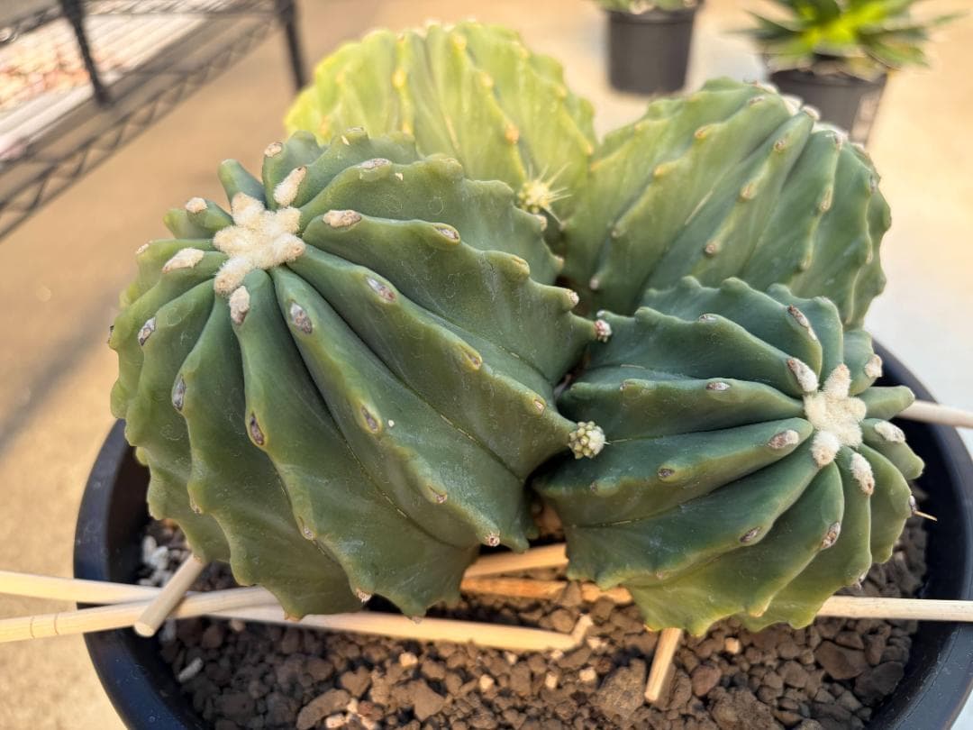 【４分頭】棘無王冠竜【王冠竜（フェロカクタス属）の突然変異種】【サボテン】