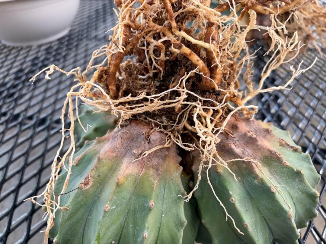 【４分頭】棘無王冠竜【王冠竜（フェロカクタス属）の突然変異種】【サボテン】