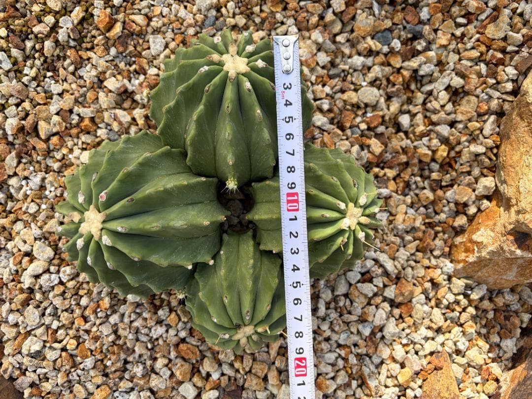 【４分頭】棘無王冠竜【王冠竜（フェロカクタス属）の突然変異種】【サボテン】