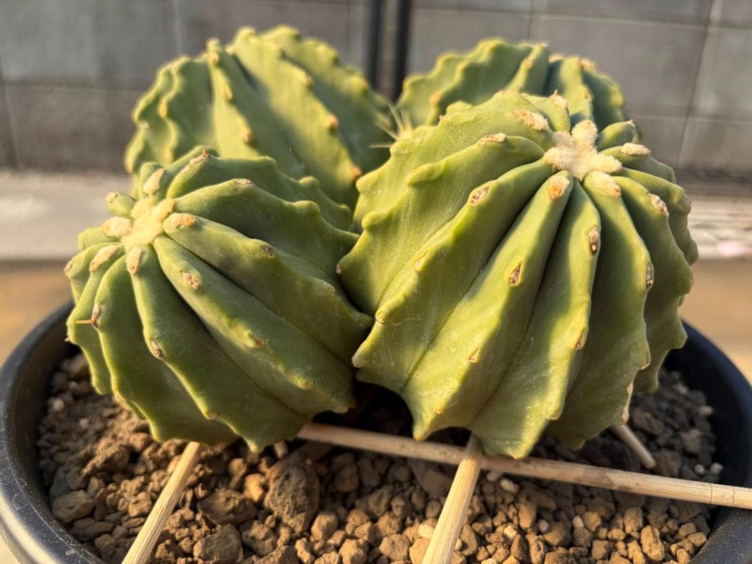 【４分頭】棘無王冠竜【王冠竜（フェロカクタス属）の突然変異種】【サボテン】