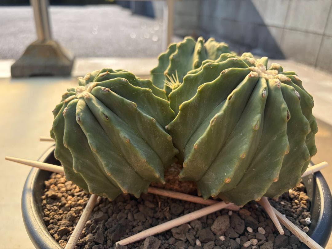 【４分頭】棘無王冠竜【王冠竜（フェロカクタス属）の突然変異種】【サボテン】