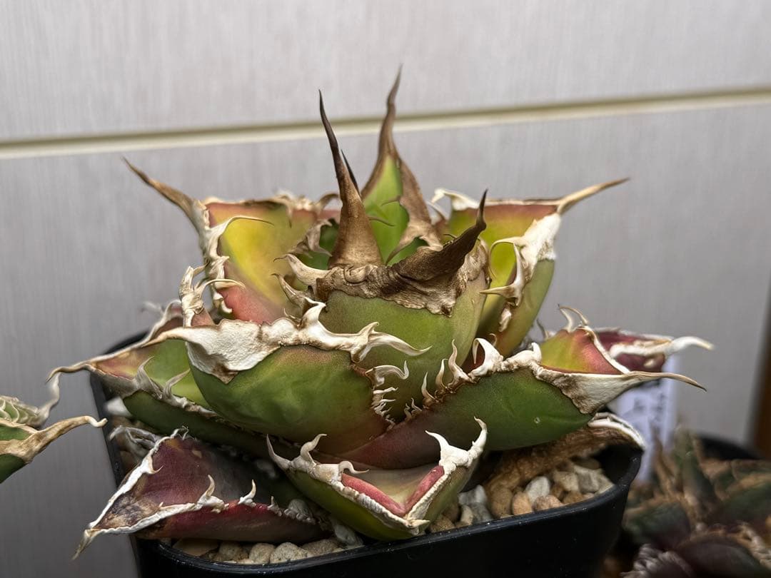 アガベ オテロイ　緑幽霊　中株