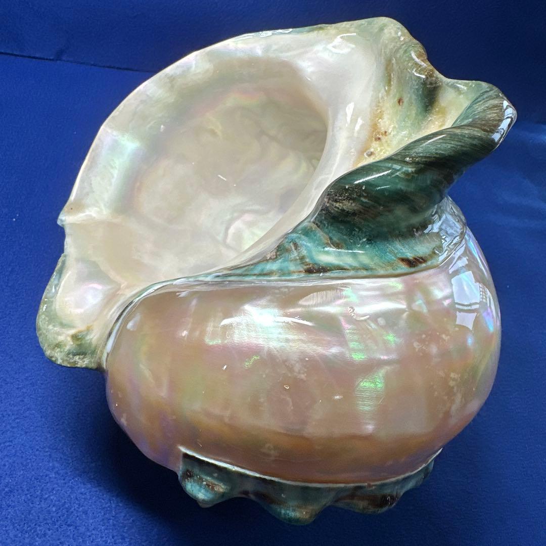大型　夜光貝　真珠磨き　インテリア　　　飾り物　アクセサリー　オブジェ