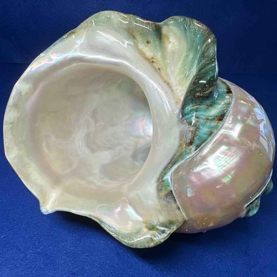 大型　夜光貝　真珠磨き　インテリア　　　飾り物　アクセサリー　オブジェ