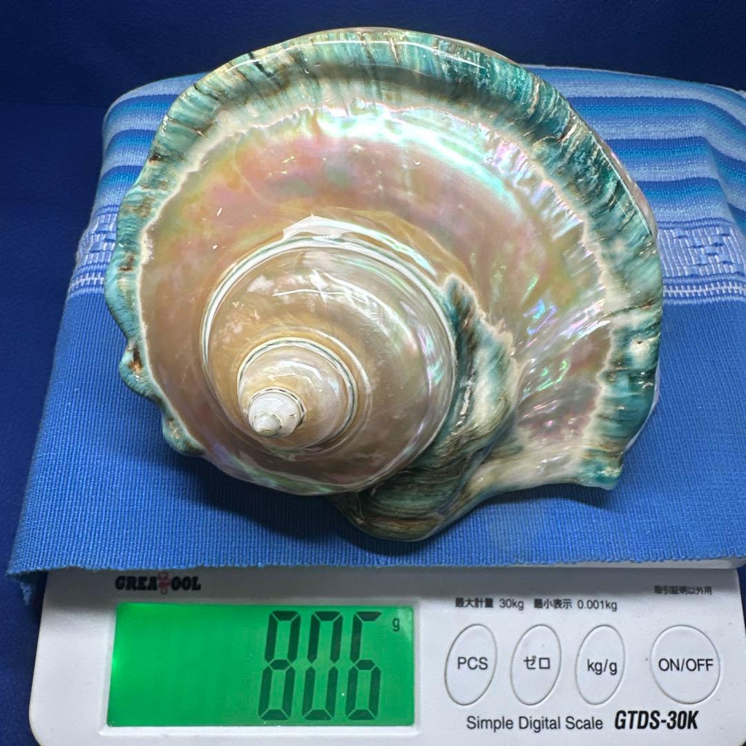 大型　夜光貝　真珠磨き　インテリア　　　飾り物　アクセサリー　オブジェ