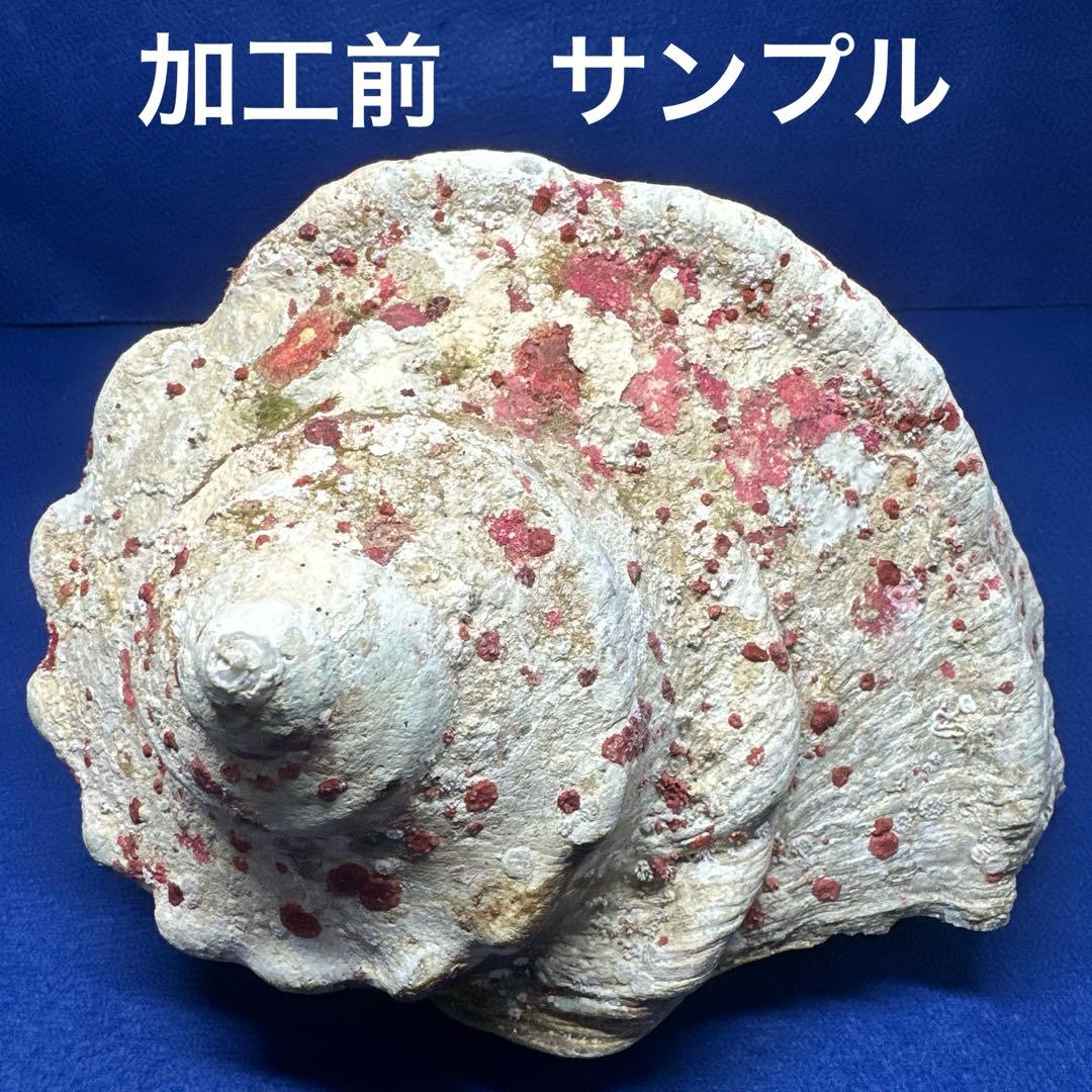 大型　夜光貝　真珠磨き　インテリア　　　飾り物　アクセサリー　オブジェ